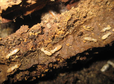 Termite Treatment hudson fl